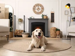 Are Golden Retrievers Good for Apartment Living? 2026 Guide