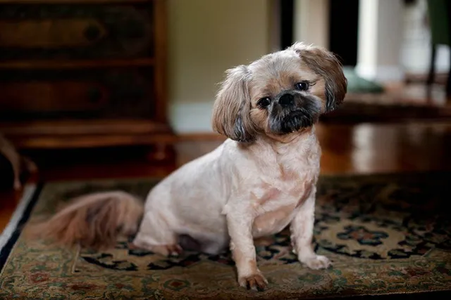 Pugapoo Dog Breed Guide: Info, Pictures & Care