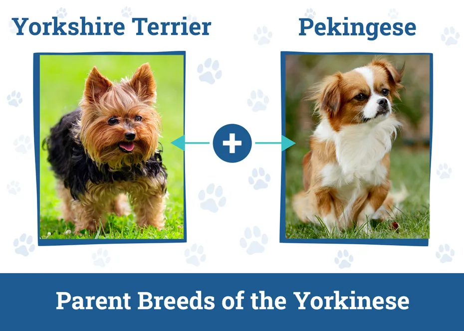 Parent Breeds of the Yorkinese