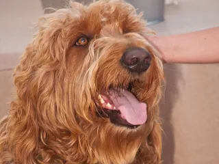 Irish Troodle Dog Breed: Info, Pictures, Care & More