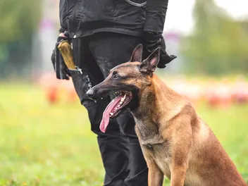 Why Are Police Dogs Called K9? History & Facts