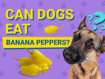 Can Dogs Eat Banana Peppers? Vet-Reviewed Nutrition Facts & FAQ