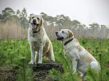 Behavioral Changes During Proestrus and Estrus in Dogs: Vet-Approved Facts
