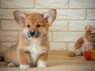 How Long Do Corgis Live? Average Lifespan, Data & Care