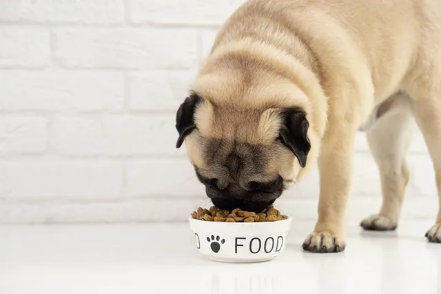 Emergency Dog Food: What To Keep In a Survival Kit