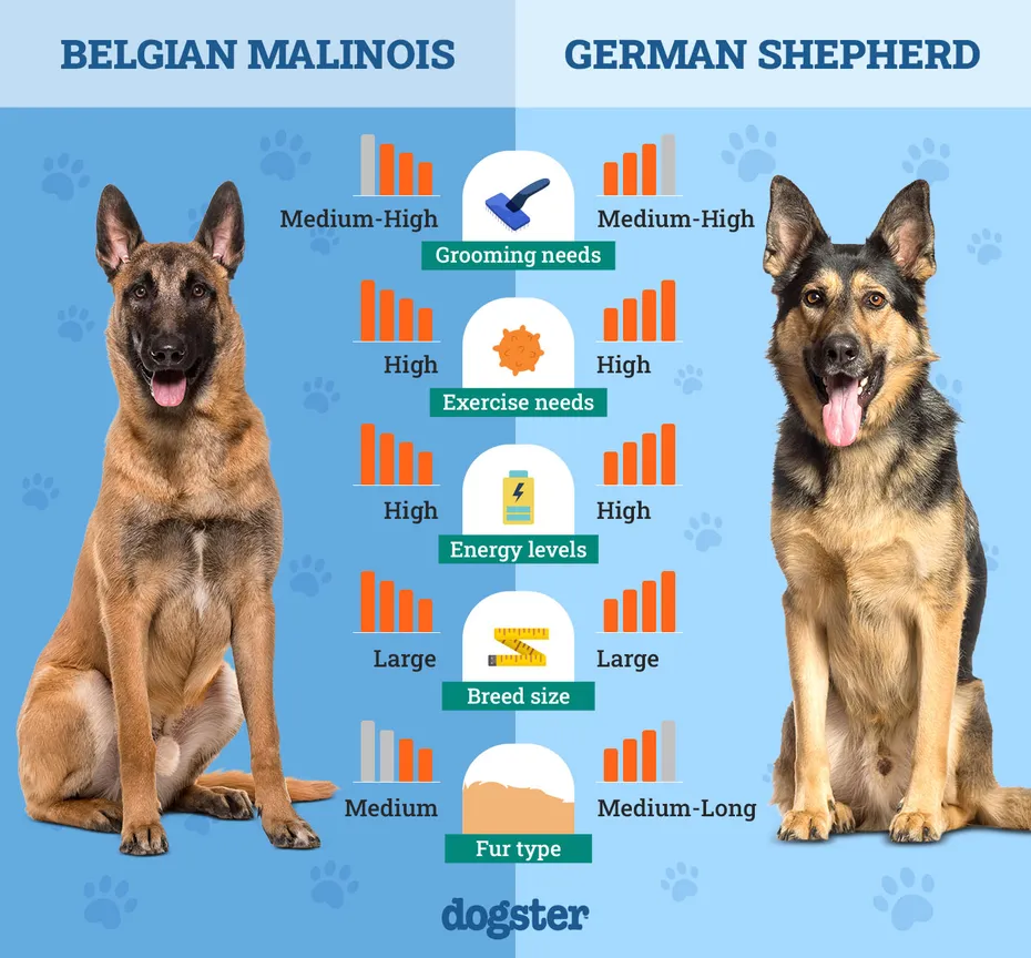 Dogster_Side by Side Comparison_ Belgian Malinois vs German Shepherd
