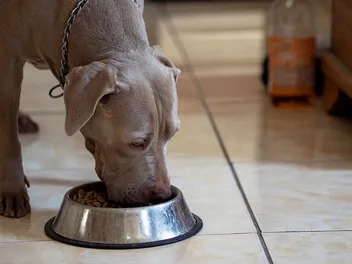 11 Best Dry Dog Foods for Large Dogs in 2026 - Reviews & Top Picks