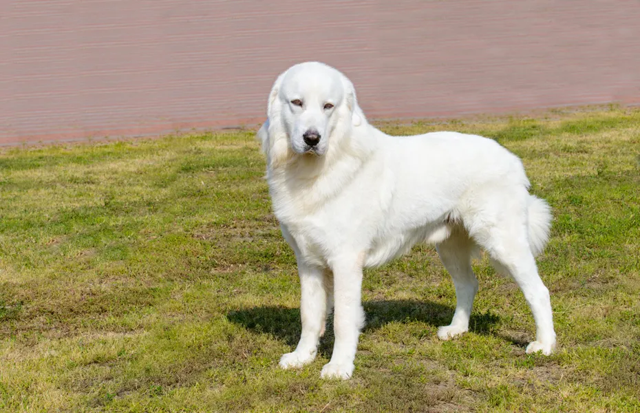 Polish Tatra Sheepdog looks aside