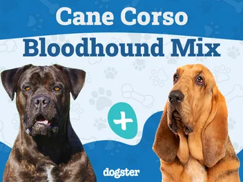 Cane Corso Bloodhound Mix: Info, Pictures, Care & More