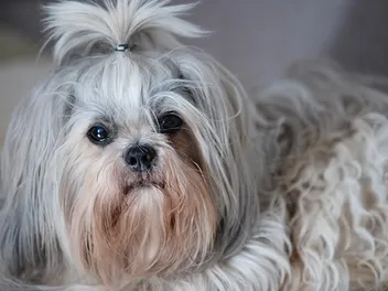 Shih Tzu Eye Discharge: Vet-Reviewed Causes, Signs & Care Tips