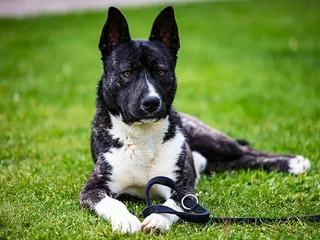 Akita Shiba Mix: Info, Pictures, Care Guide & Traits