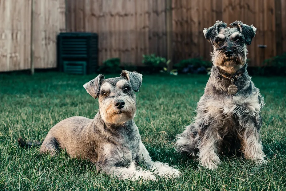Two Standard Schnauzer