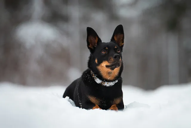 Frostbite in Dogs: Vet-Reviewed Signs, Causes & Treatment