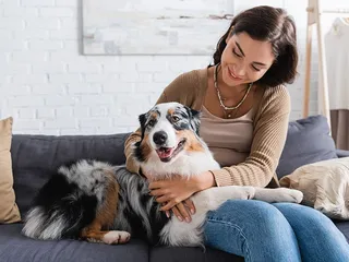 Is It True That Australian Shepherds Like to Cuddle? Vet-Verified Facts & Tips