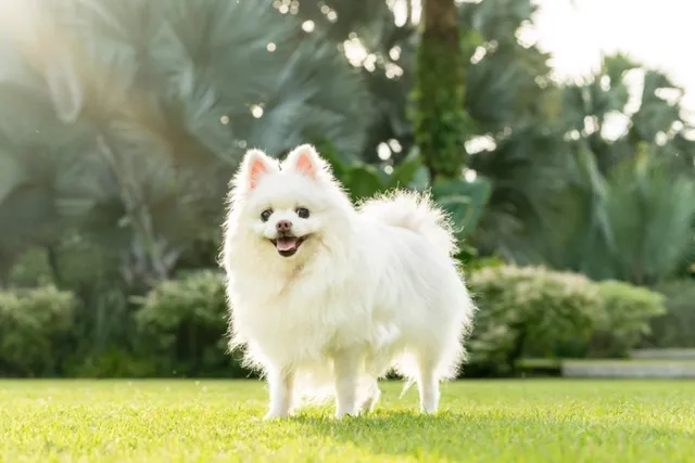 14 Small White Dog Breeds - Info, Pictures & History