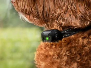 Are Shock Collars Illegal? Legality & Ethics Explained (Vet Reviewed)