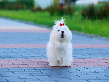 How Aggressive Is a Maltese? Factors, Prevention & FAQ