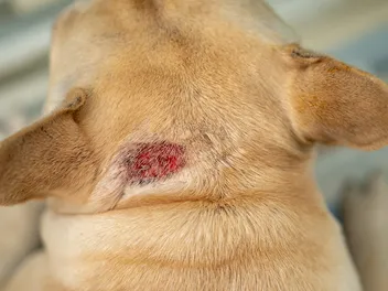Fleas & Hot Spots on Dogs: Vet-Verified Causes, Signs & Treatment