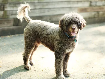 How Much Does a Portuguese Water Dog Cost? 2026 Price Guide