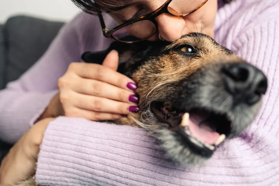 Happy crossbreed dog being kissed by his owner