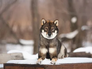 Shikoku Dog: Breed Info, Pictures, Care & Traits