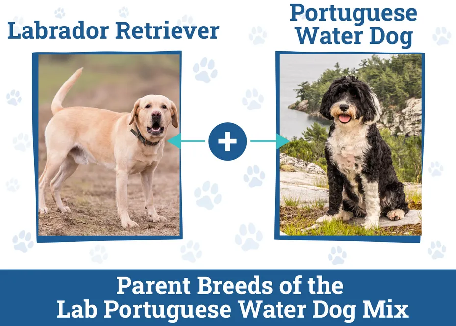 Parent Breeds of the Lab Portuguese Water Dog Mix