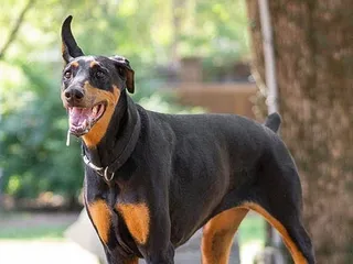 Do Dobermans Drool More Than Other Dogs? Breed Facts & FAQ