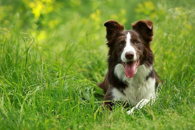 Brown Border Collie: Info, Pictures, Origin & History