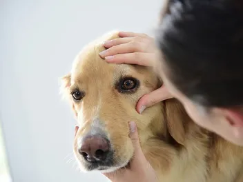 Can Dogs Be Nearsighted? Vet-Approved Signs, Diagnosis & Treatment