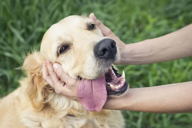 Why Do Dogs Like to Be Petted? 5 Vet-Verified Reasons