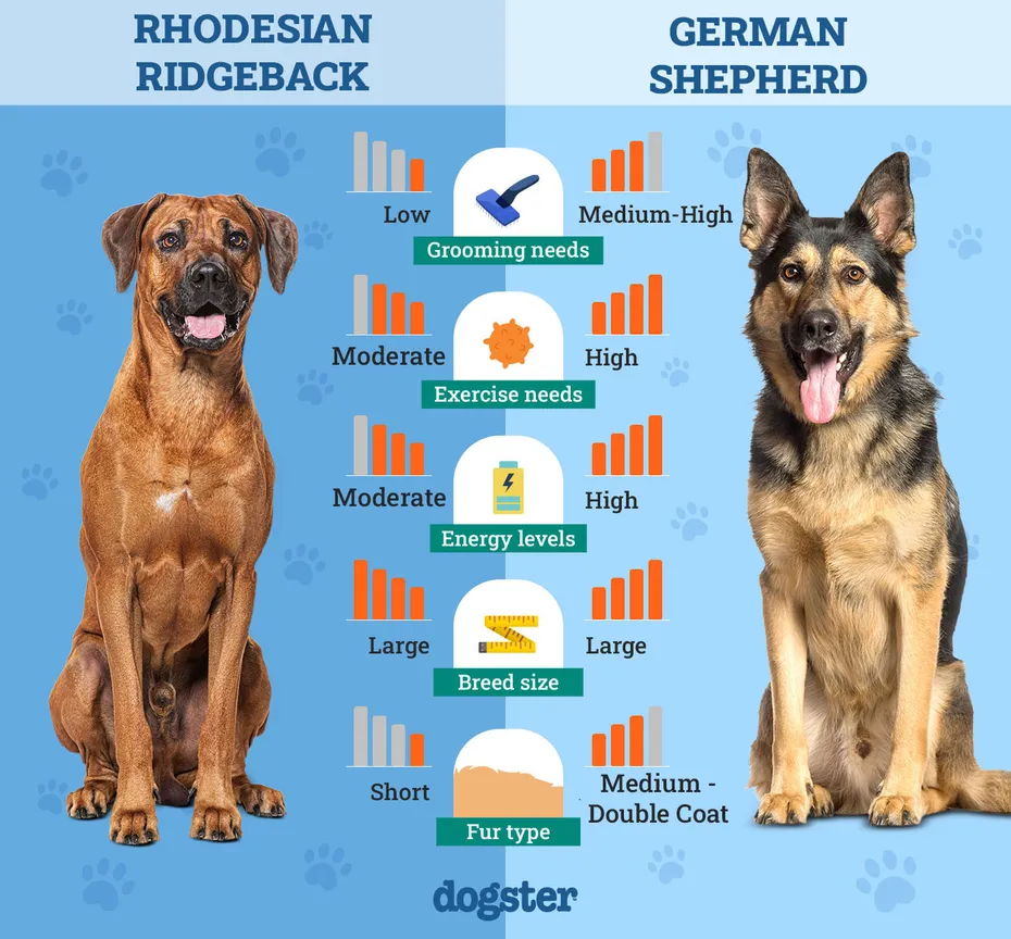 Rhodesian-Ridgeback-vs-German-Shepherd 2026 update