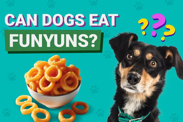 Can Dogs Eat Funyuns? Vet-Approved Facts & FAQ
