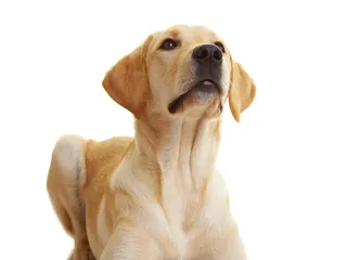 Do Dogs Have Adam's Apples? Canine Anatomy Explained (Vet-Verified)