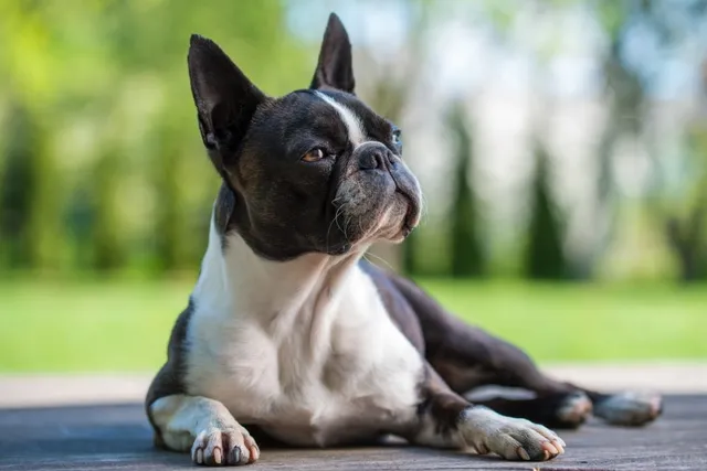 7 Fascinating Boston Terrier Facts You Need to Know (Vet-Verified)