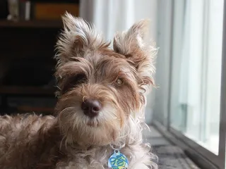 Chonzer (Bichon Frise & Miniature Schnauzer Mix): Info, Pictures, Care & More