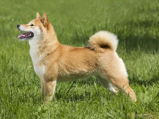 How Smart Is a Shiba Inu? Vet-Verified Facts & FAQ