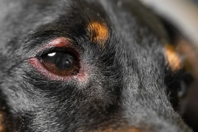 There’s Something in My Dog’s Eye: Vet-Approved Step-by-Step Guide