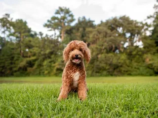 Red Goldendoodle: Info, Pictures, Origin & Facts