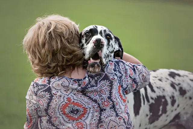 Why Do Great Danes Bury Their Heads? 8 Vet-Verified Reasons