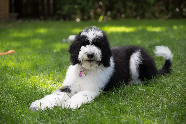 Sheepadoodle (Old English Sheepdog & Poodle Mix): Info, Pictures & Care Guide