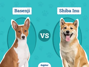 Basenji vs. Shiba Inu: Differences Explained (With Pictures)