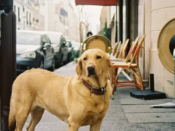 Top 15 Most Popular Dogs in France in 2026 (With Pictures)