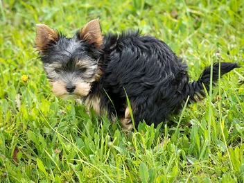 10 Best Dog Foods for Less Poop in 2026 - Reviews and Top Picks
