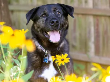 Akita Rottweiler Mixed Dog Breed: Info, Pictures, Care & More