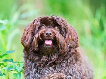 13 Least Aggressive Dog Breeds: Info, Pictures & History