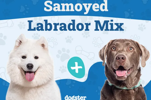 Samoyed Lab Mix Breed: Info, Pictures, Care & More