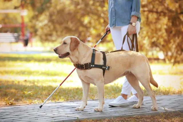 How Long Does It Take to Train a Service or Guide Dog? Vet Reviewed Facts & FAQ