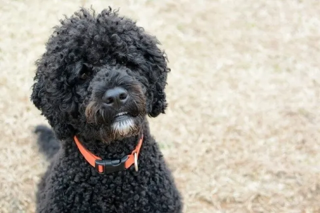 3 Amazing Portuguese Water Dog Haircuts (With Pictures)