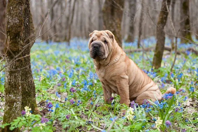 What Were Shar-Pei Bred For? History & Origin