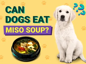 Can Dogs Eat Miso Soup? Vet-Verified Nutrition Facts & Risks